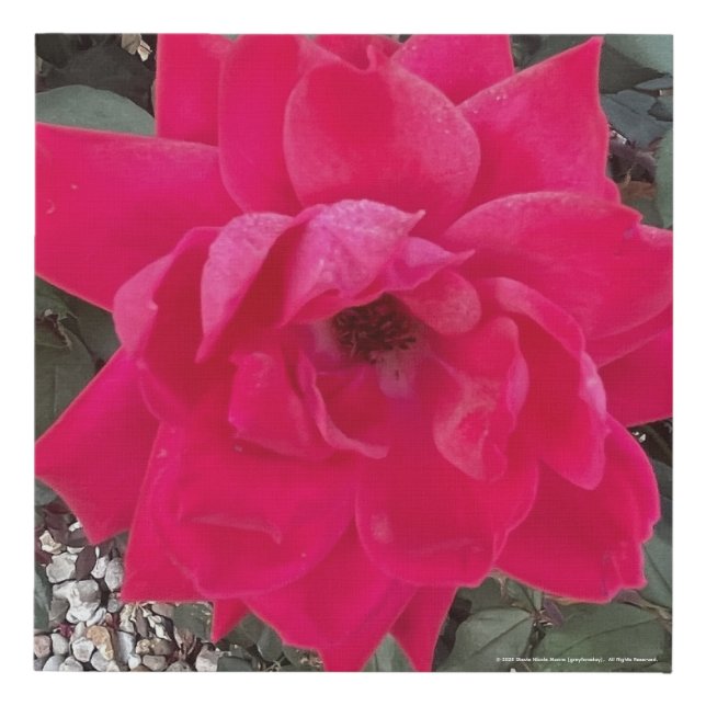 greyforaday Red Floral Print (Front)