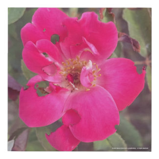 greyforaday Red Floral Print