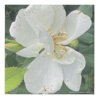 greyforaday White Flloral Print