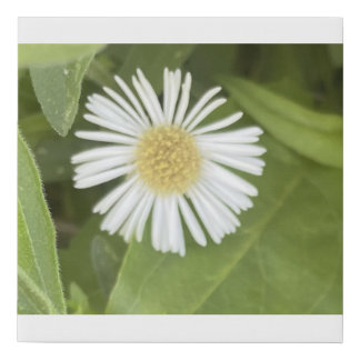 greyforaday White Floral Print