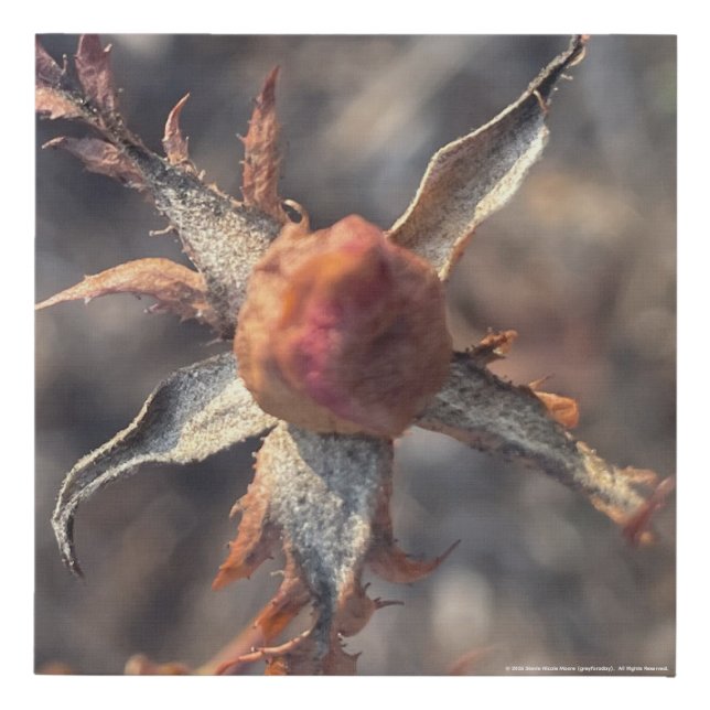 greyforaday White Floral Print (Front)