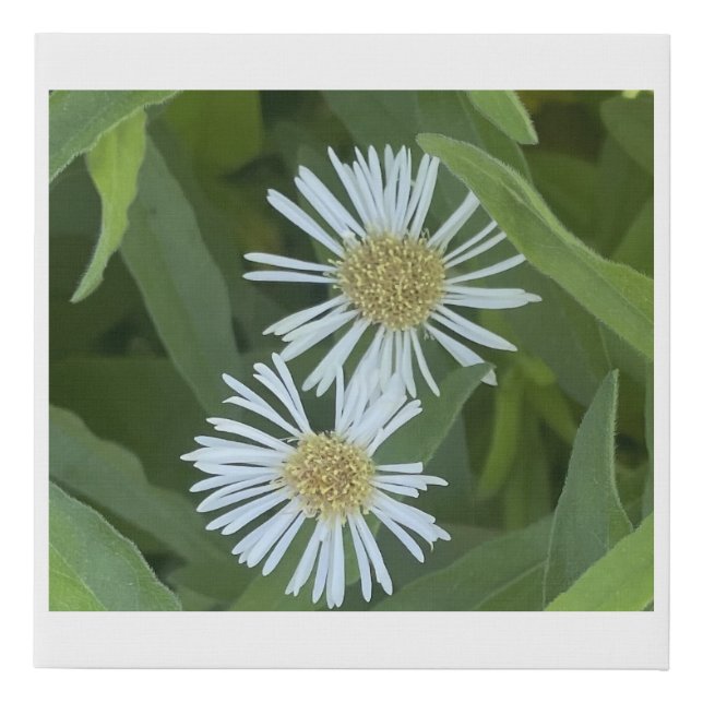 greyforaday White Floral Print (Front)