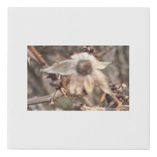 greyforaday White Floral Print