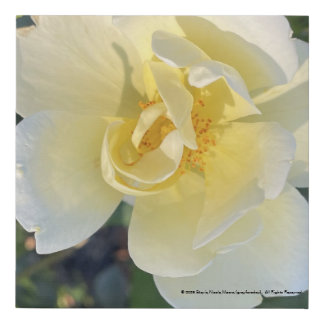 greyforaday White Floral Print