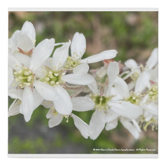 greyforaday White Floral Print