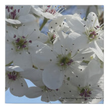 greyforaday White  Floral Print