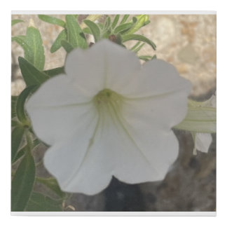 greyforaday White Floral Print