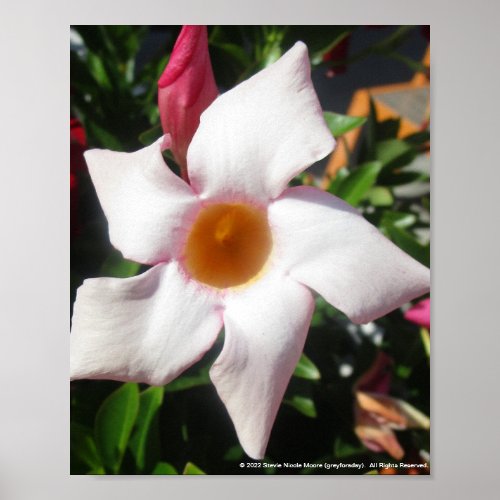 greyforaday White Floral Print