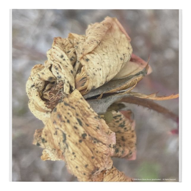 greyforaday White Floral Print (Front)