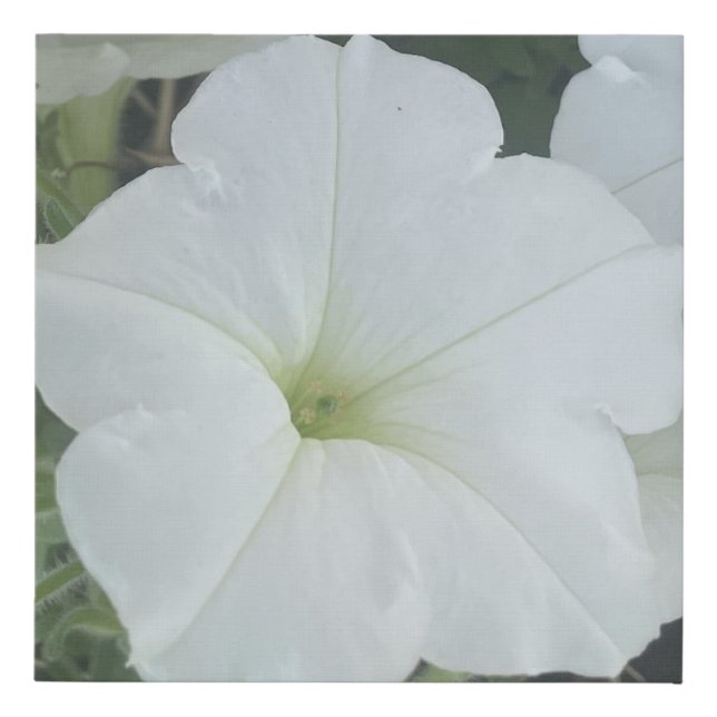 greyforaday White Floral Print (Front)