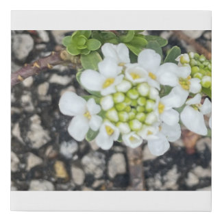greyforaday White Floral Print