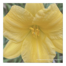 greyforaday Yellow Floral Print