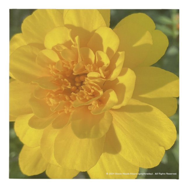 greyforaday Yellow Floral Print (Front)