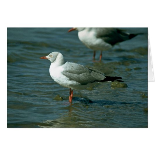 Greyheaded Gull Cards (Front Horizontal)