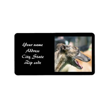 Greyhound Address Labels by ritmoboxer at Zazzle
