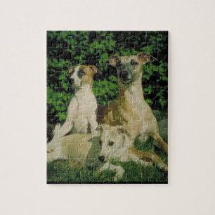 Greyhound and Puppies Dog Puzzle