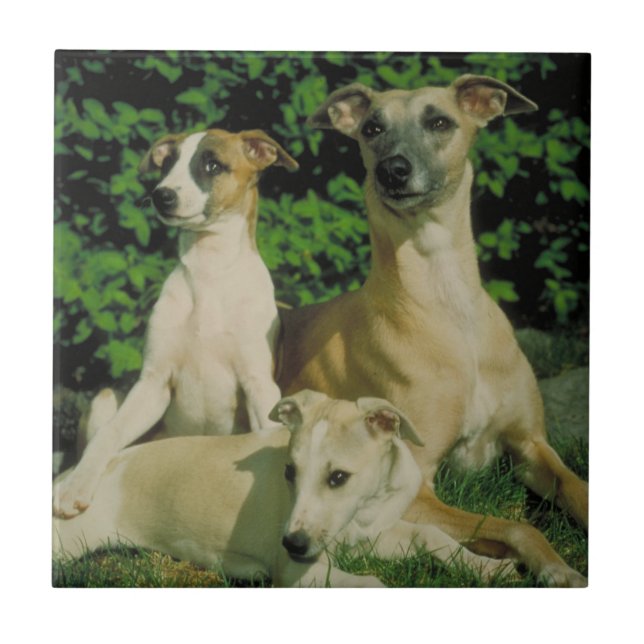 Greyhound and Puppies Tile (Front)