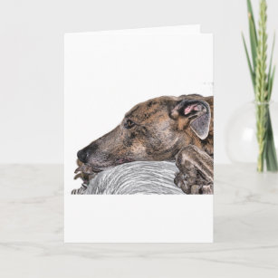 greyhound card