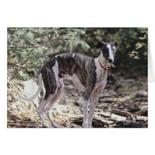 Greyhound Cards