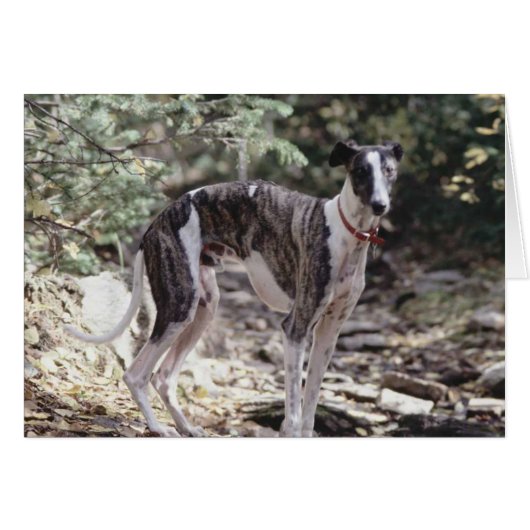 Greyhound Cards (Front Horizontal)