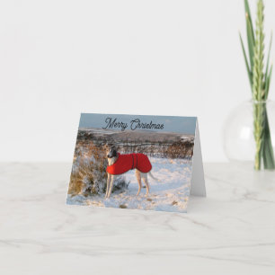 Greyhound Christmas card - Blue with red jacket