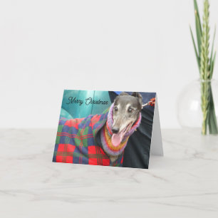 Greyhound Christmas card with a snuggly jacket