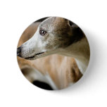 Greyhound Dog  Button