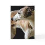 Greyhound Dog  Greeting Card