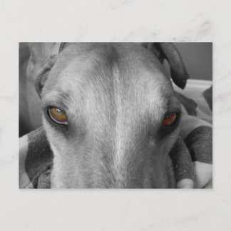 Greyhound Eyes Postcard