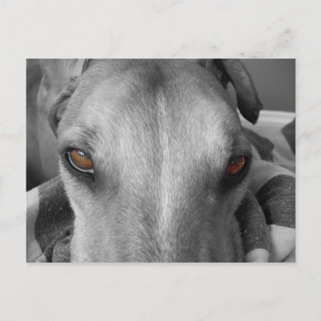 Greyhound Eyes Postcard (Front)