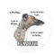 Greyhound FAQ Sicker