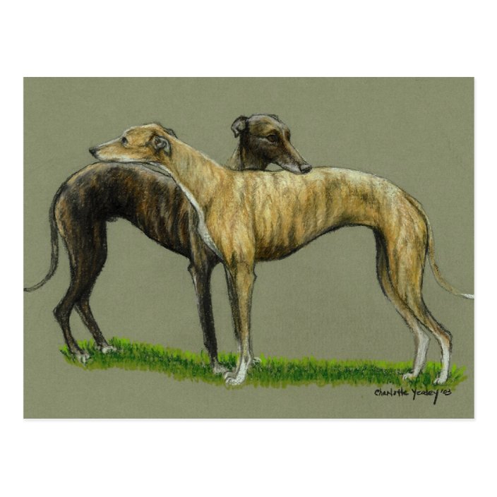 greyhound hug