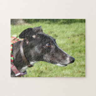 Greyhound jigsaw puzzle (p498)