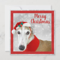 Greyhound Merry Christmas