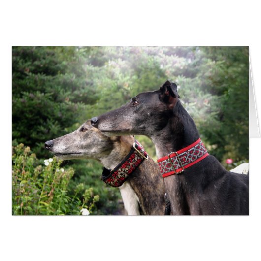 Greyhound on the alert (Front Horizontal)