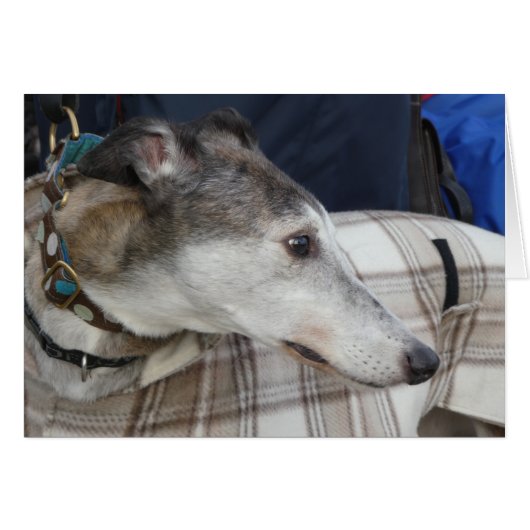 Greyhound photocard cards (Front Horizontal)