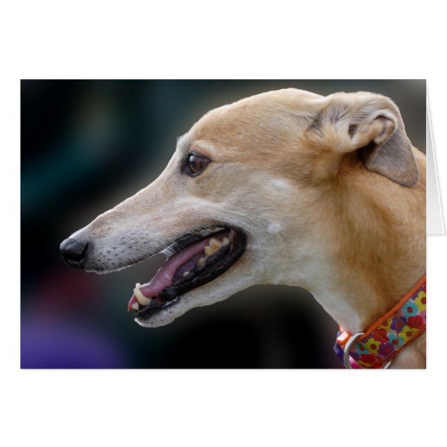Greyhound photocard cards (Front Horizontal)
