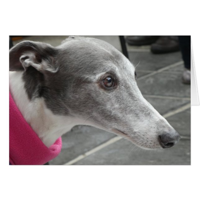 Greyhound photocard cards (Front Horizontal)