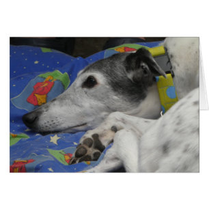 Greyhound photocard cards