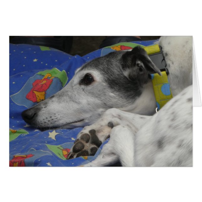 Greyhound photocard cards (Front Horizontal)