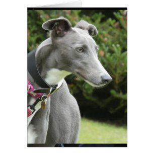 Greyhound photocard cards