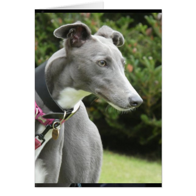 Greyhound photocard cards (Front)