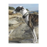 Greyhound Photographs Postcard