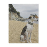 Greyhound Postcard