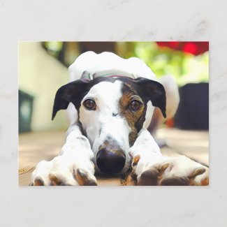Greyhound Postcard