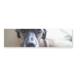 Greyhound Puppy Bumper Stickers