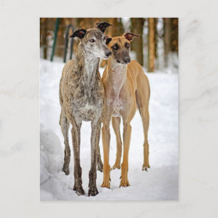 Greyhound Puppy Dogs- Brindle And Tan Stickers Postcard