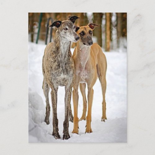 Greyhound Puppy Dogs_ Brindle And Tan Stickers Postcard