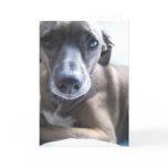 Greyhound Puppy Greeting Card