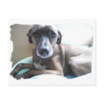 Greyhound Puppy Postcard